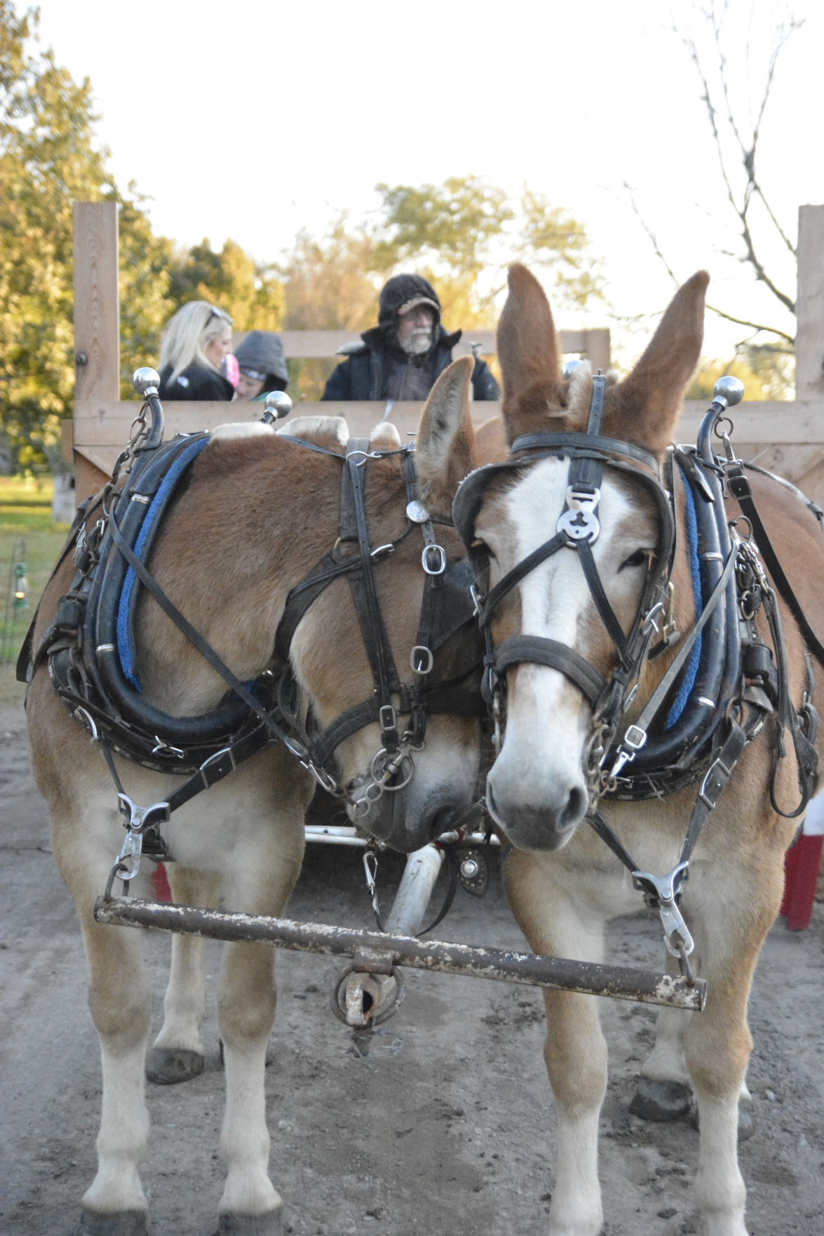 10-11-19 Stuhr All Hollows Eve (80).JPG
